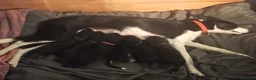 Mixed Breed dogs for sale: Beautiful patterdale X collie puppies  in Fordingbridge - Advert 6