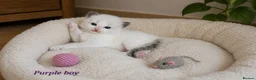Ragdoll cats for sale: Stunning Ragdoll Kittens – Boys Only  - Advert 5