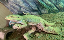 Bearded Dragon reptiles for sale: Bearded Dragon and full Vivarium Set Up - Image 2