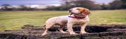 Cocker Spaniel dogs for sale: Working cocker spaniel puppies  in Berkeley - Advert 2