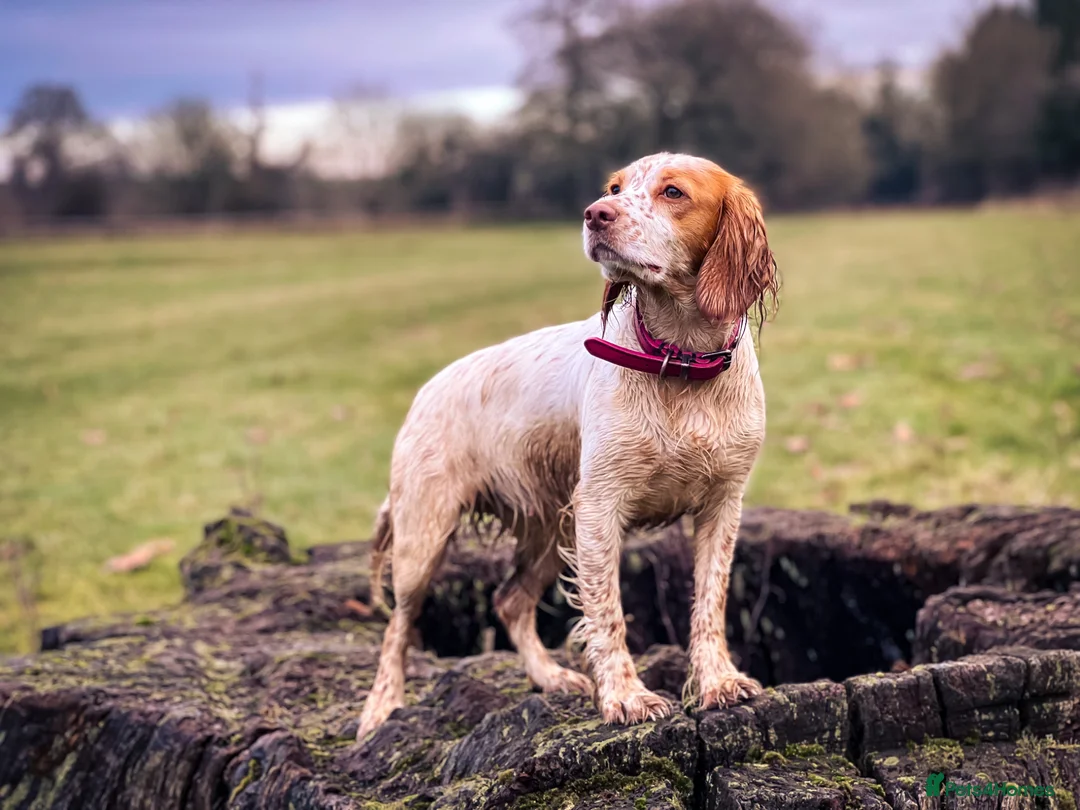 Cocker Spaniel dogs for sale: Working cocker spaniel puppies  in Berkeley - Advert 2