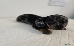 Dachshund dogs for sale: Beautiful dachshund babies  - Image 14