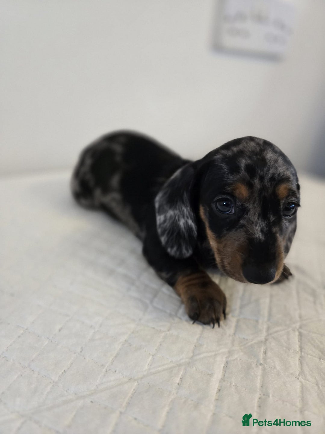 Dachshund dogs for sale: Beautiful dachshund babies  - Image 14