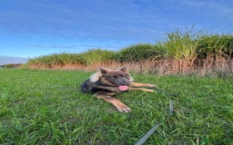 German Shepherd dogs for sale: German Shepherd 1 year old male - Image 3