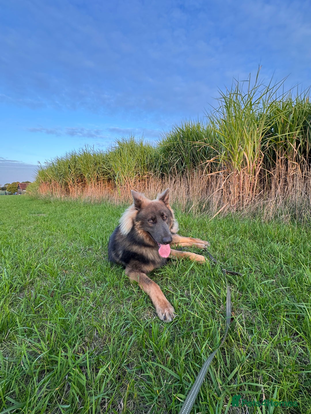 German Shepherd dogs for sale: German Shepherd 1 year old male - Image 3