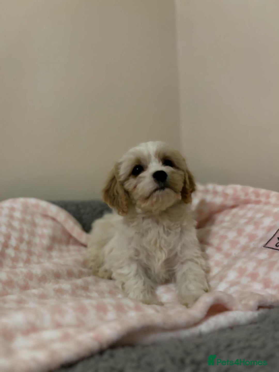 Cavachon dogs for sale: Health tested F1 cavachons  - Advert 7