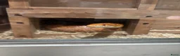 Corn Snake reptiles for sale: Corn snake for rehome in Frome - Advert 5