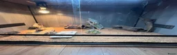 Bearded Dragon reptiles for sale: 5 month old bearded dragon  in Lampeter - Advert 3