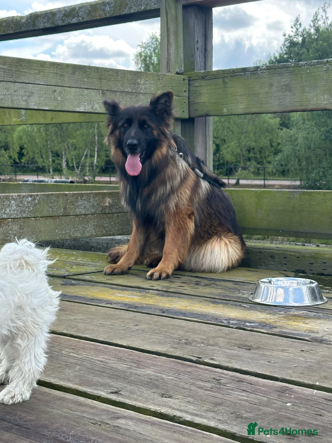 German Shepherd dogs for sale: 2 German Shepherd - Advert 6