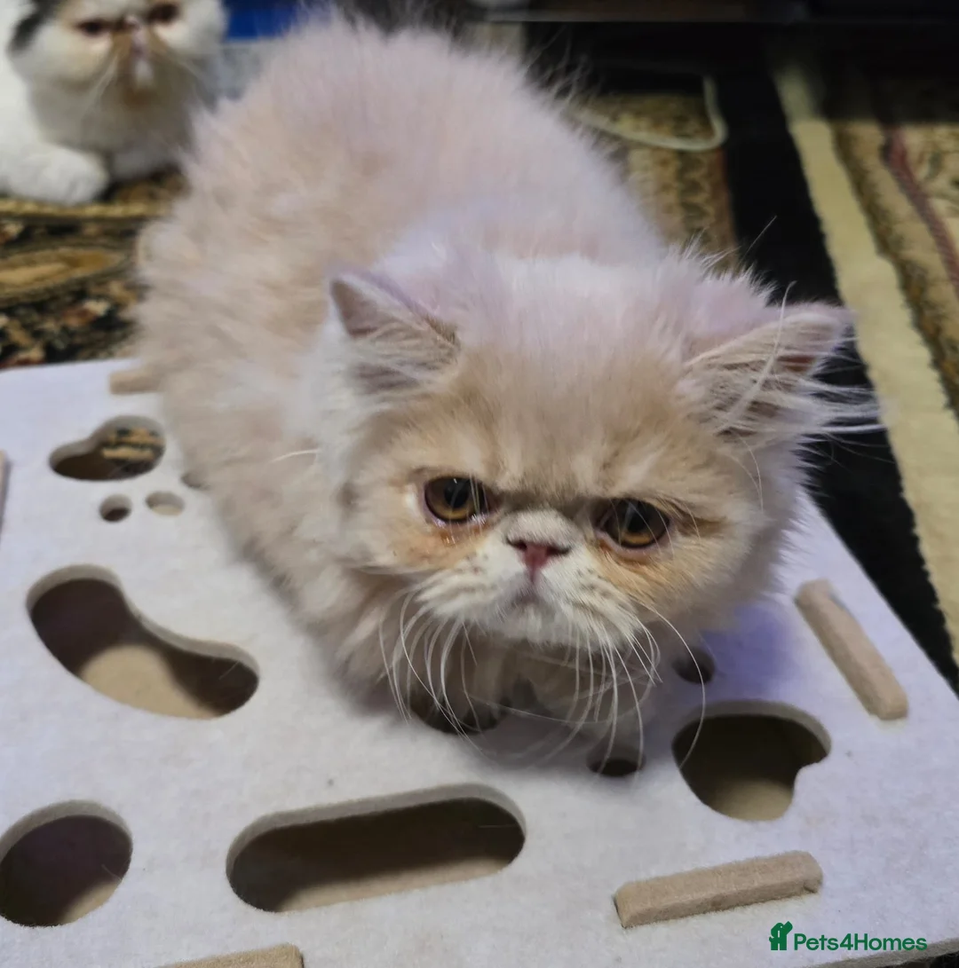 Persian cats for sale: Beautiful Pure Persian Boy Looking for Loving home - Advert 12