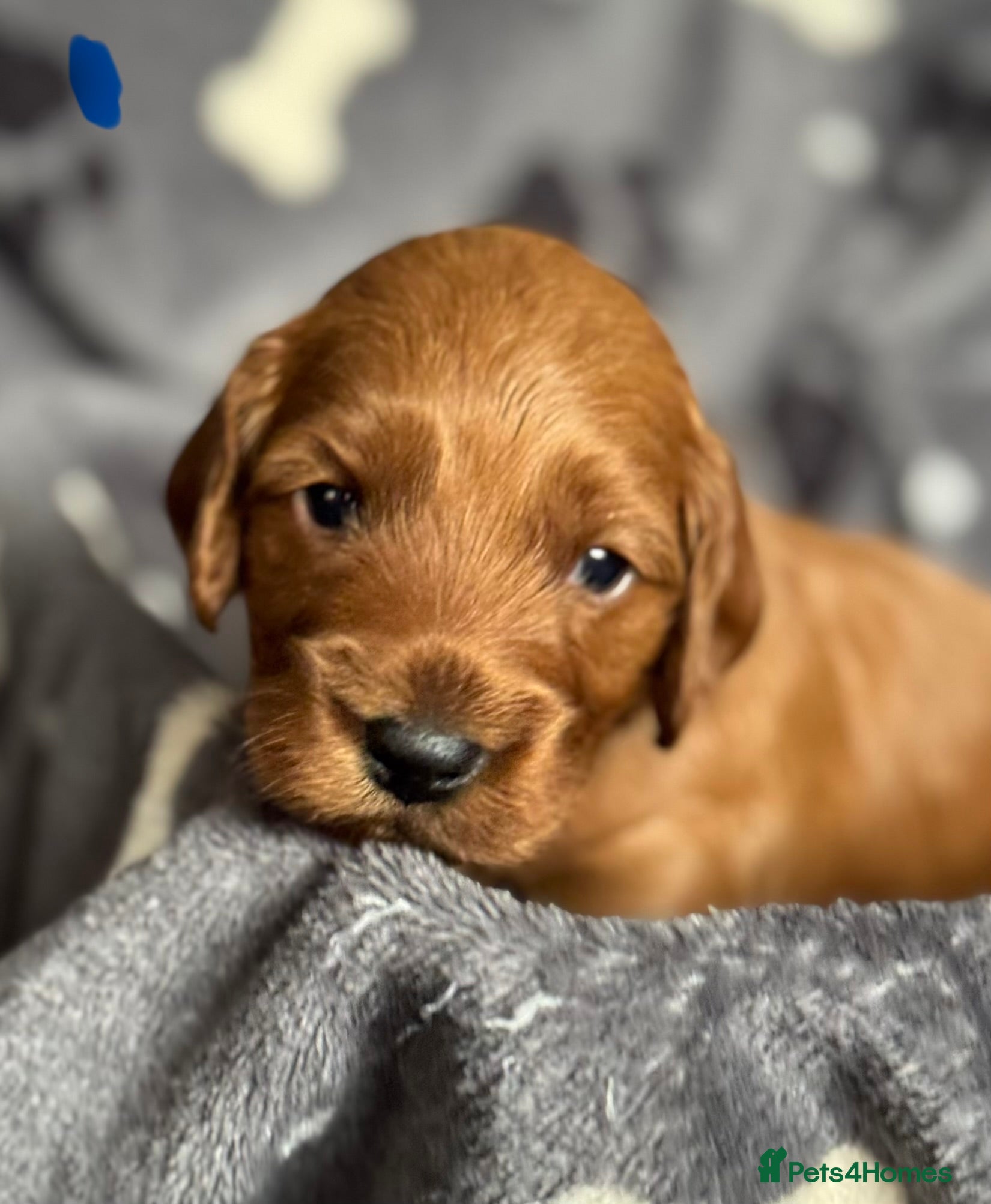Cockapoo dogs Beautiful Fox Red Cockapoos - Advert 3