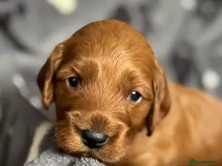 Cockapoo dogs Beautiful Fox Red Cockapoos - Advert 3