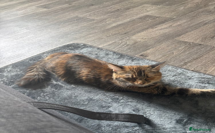 Mixed Breed cats - Advert 5