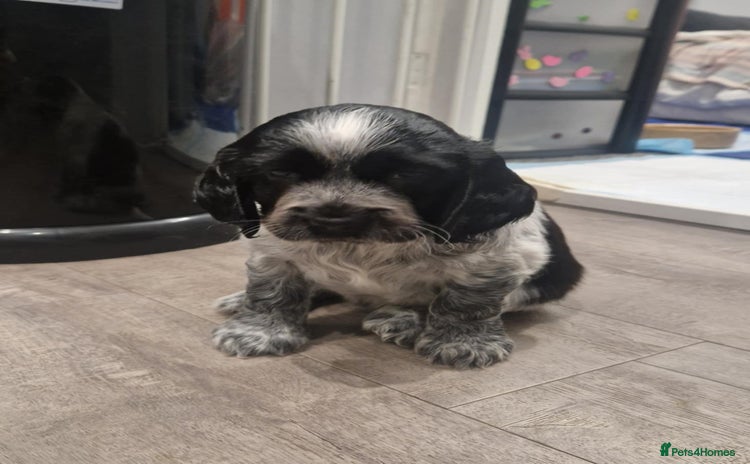 Sprocker dogs Sprocker spaniels for sale - Advert 5