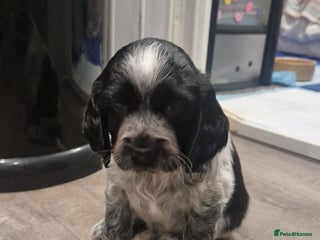 Sprocker dogs Sprocker spaniels for sale - Advert 18