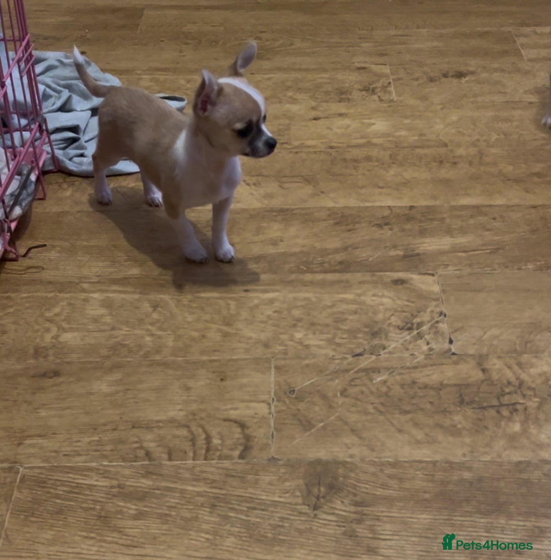 Chihuahua dogs for sale: Chihuahua Puppy - Advert 10