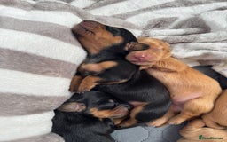 Miniature Dachshund dogs for sale: Beautiful miniature dachunds smooth/long coat - Image 12