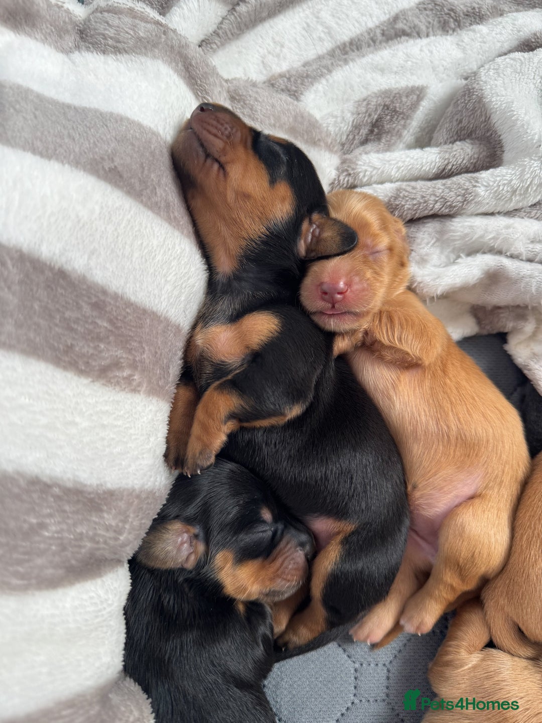 Miniature Dachshund dogs for sale: Beautiful miniature dachunds smooth/long coat - Image 12