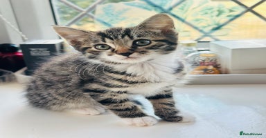 Norwegian Forest Cat cats - Advert 1