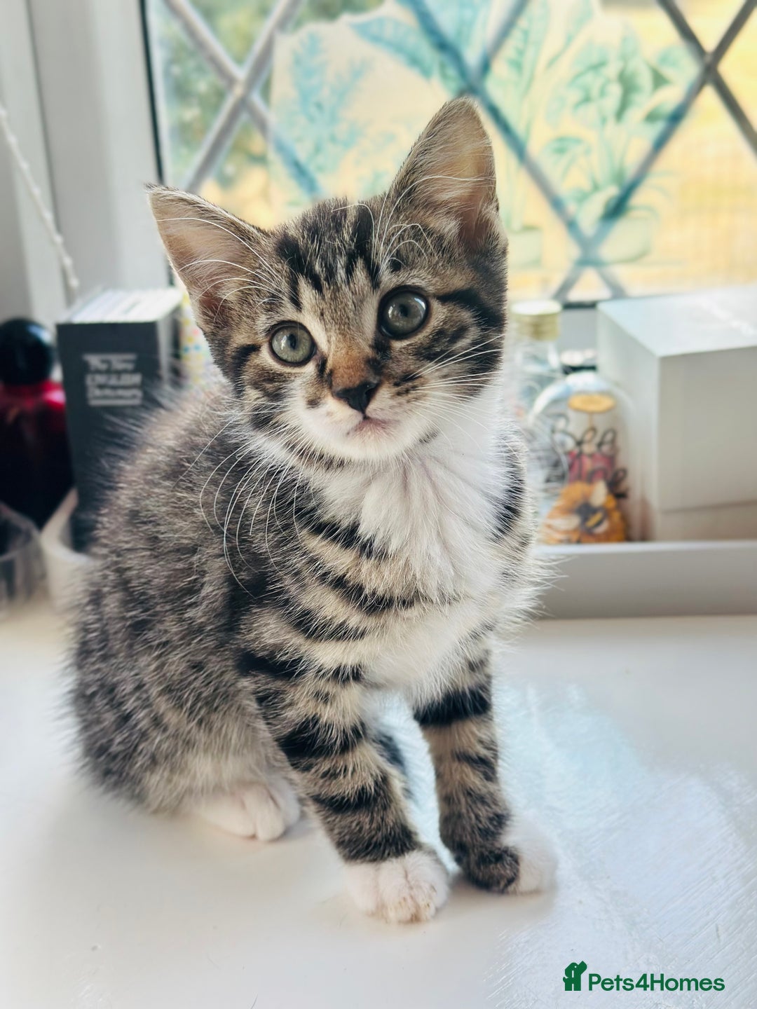 Norwegian Forest Cat cats for sale: Norwegian Forest Cat Mix kittens - Image 2