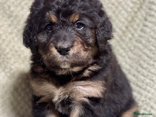 Bernese Mountain Dog dogs Beautiful Bernedoodle babies - Advert 3