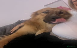 Mixed Breed dogs for sale: German shepherd  - Image 5