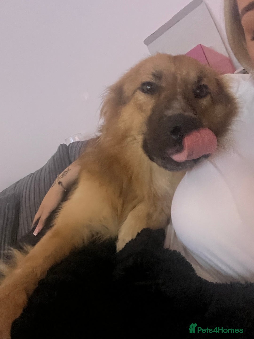 Mixed Breed dogs for sale: German shepherd  - Image 5