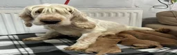 Cockalier dogs for sale: 🌟 Gorgeous Cockalier puppies 🌟 - Advert 8