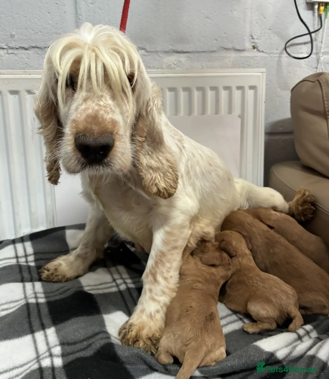 Cockalier dogs for sale: 🌟 Gorgeous Cockalier puppies 🌟 - Advert 8