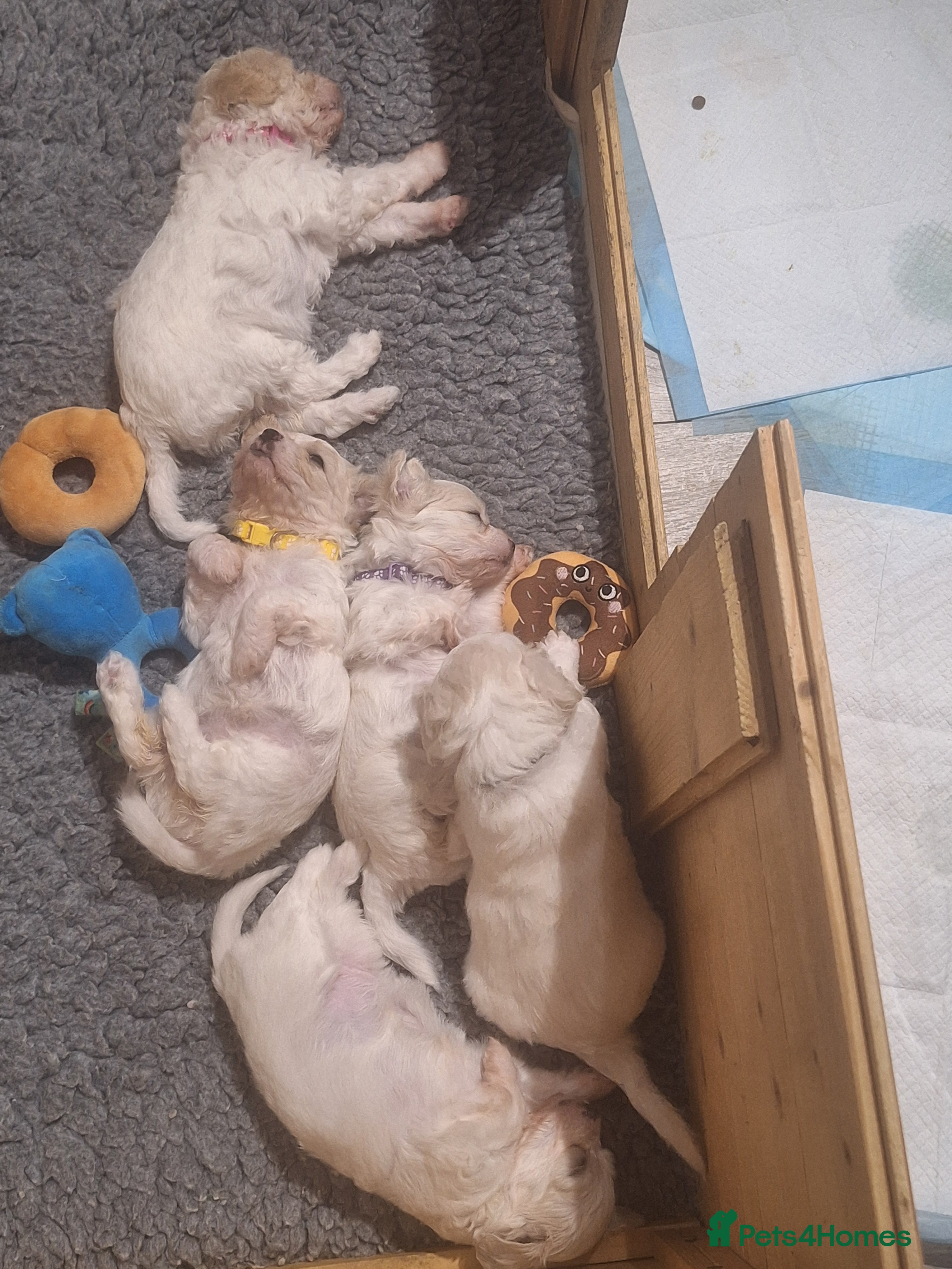 Cavachon dogs Beautiful Cavachon Puppies Needing Forever Homes - Advert 6