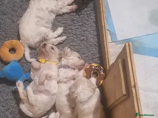 Cavachon dogs Beautiful Cavachon Puppies Needing Forever Homes - Advert 6