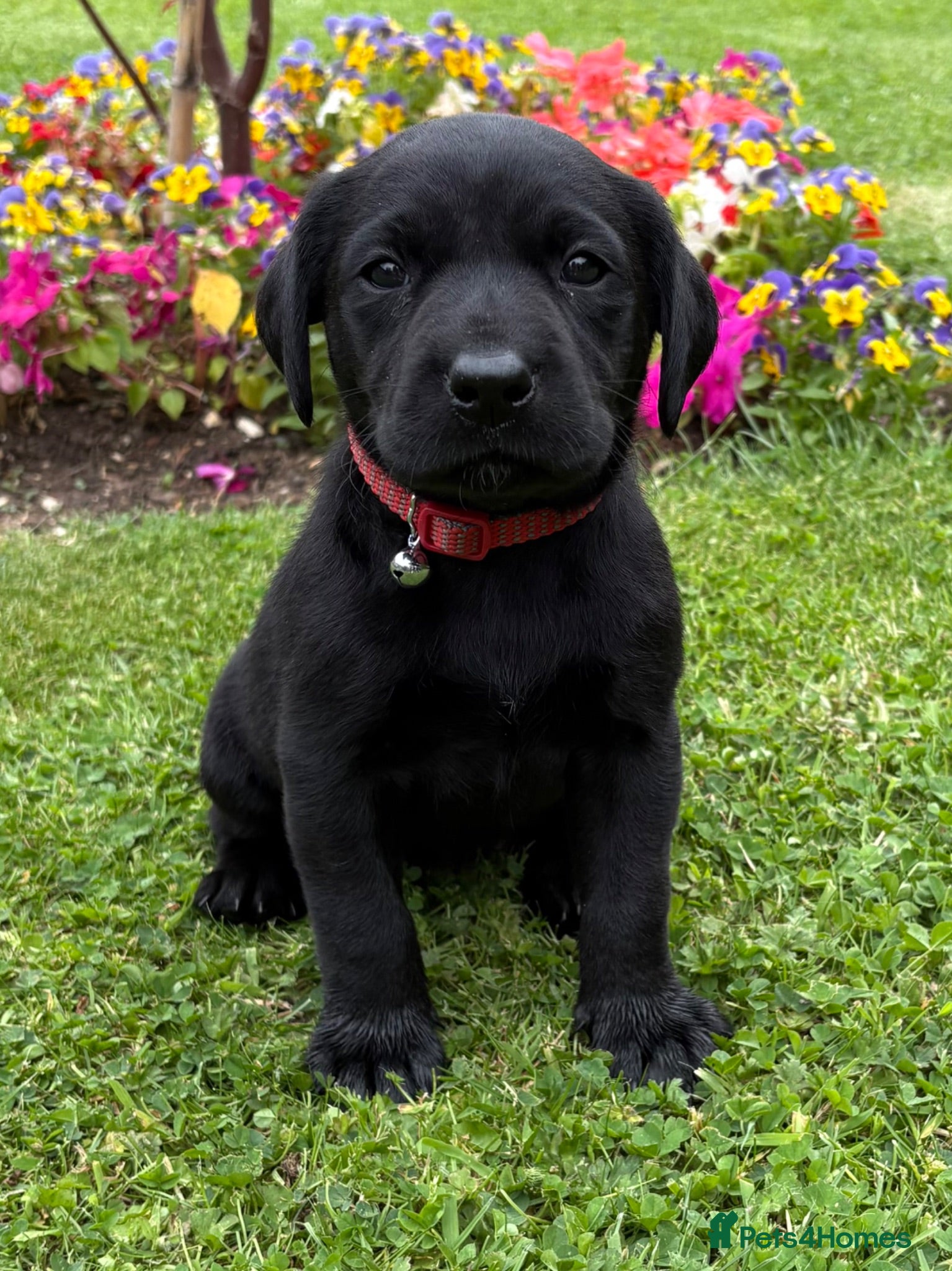 Labrador Retriever dogs Labrador puppies, male and female  - Advert 1