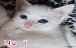 Mixed Breed cats for sale: 4 Gorgeous Pure White Kittens - Image 2