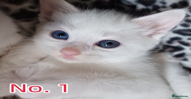 Mixed Breed cats - Advert 6