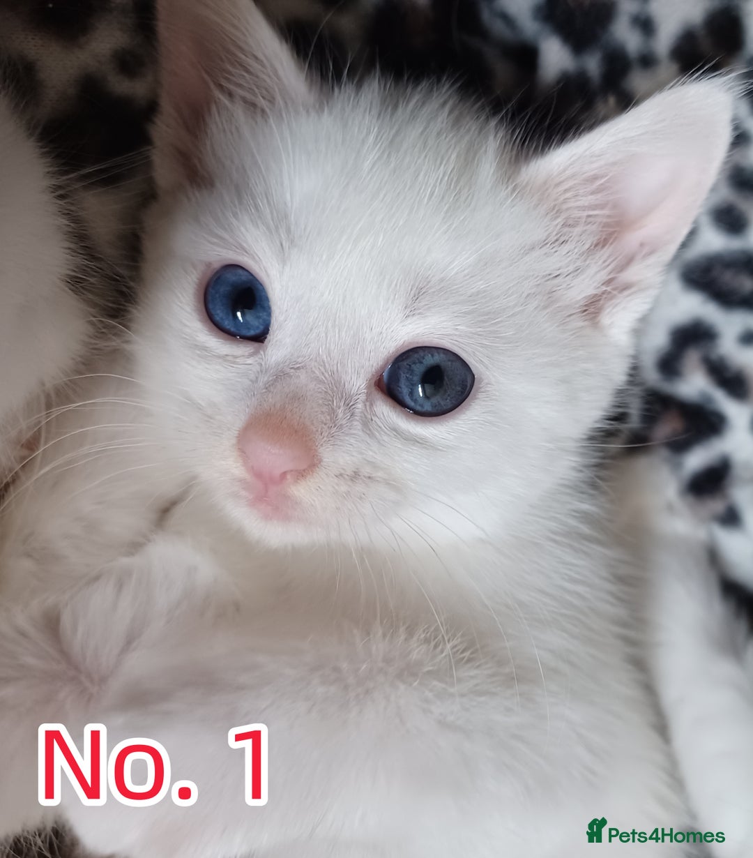 Mixed Breed cats for sale: 4 Gorgeous Pure White Kittens - Image 2