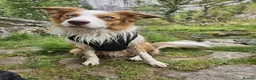 Border Collie dogs for stud: Stunning Blue Eyed Red Merle BorderCollie for Stud - Advert 8