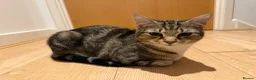 Mixed Breed cats for sale: Tabby cat temu - Advert 6