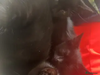 Mixed Breed cats Black cats - Advert 3