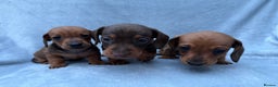 Miniature Dachshund dogs for sale: Gorgeous Miniature smooth Dachshunds  - Advert 5