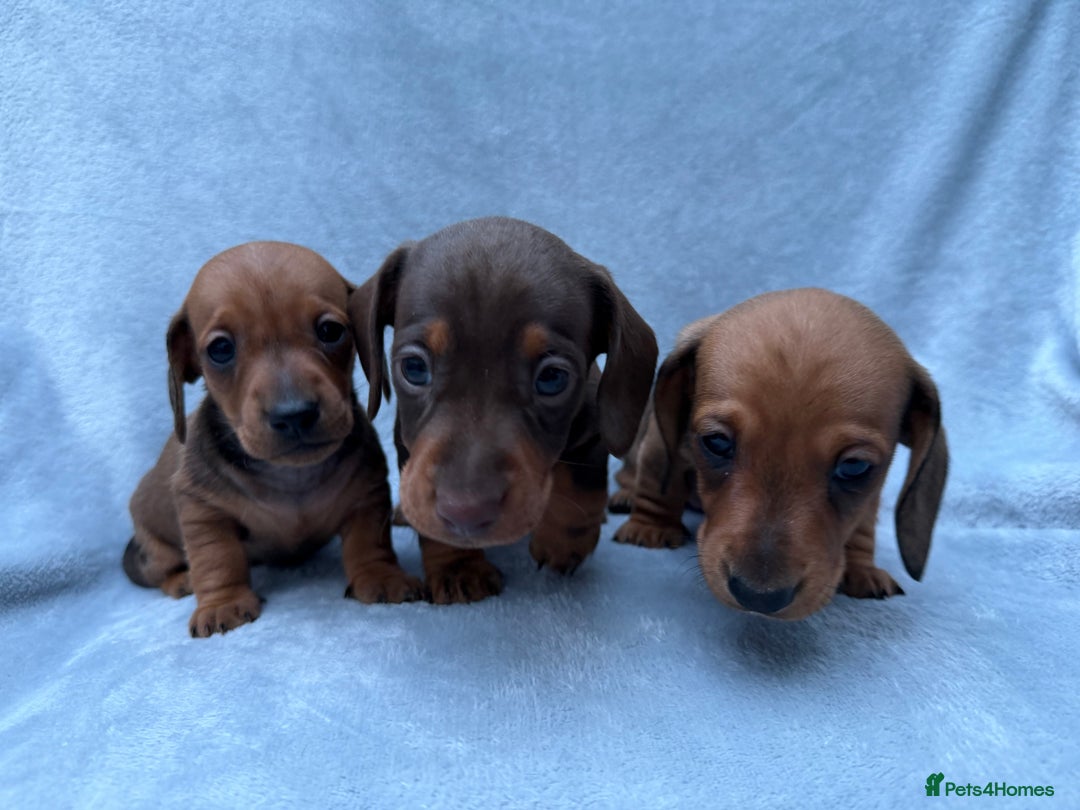 Miniature Dachshund dogs for sale: Gorgeous Miniature smooth Dachshunds  - Advert 5