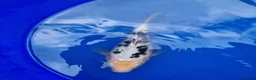 Koi Carp fish for sale: Koi carp - Advert 20