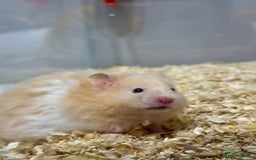 Hamster rodents for sale: Longhaired Rex/Straight Syrian Hamster Babies - Image 8