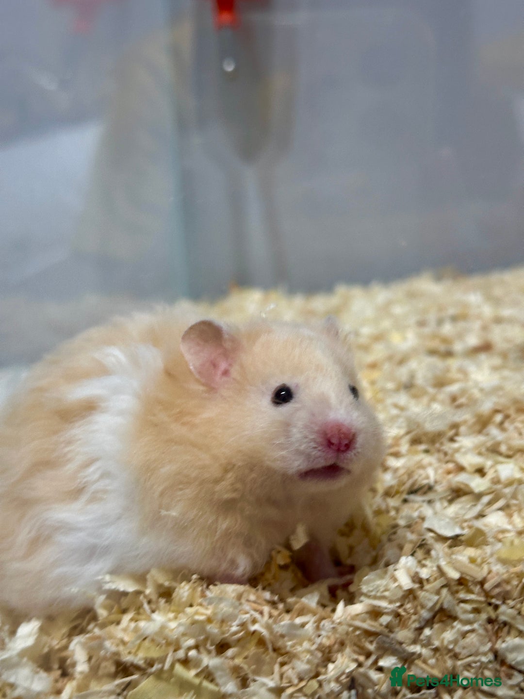 Hamster rodents for sale: Longhaired Rex/Straight Syrian Hamster Babies - Image 8