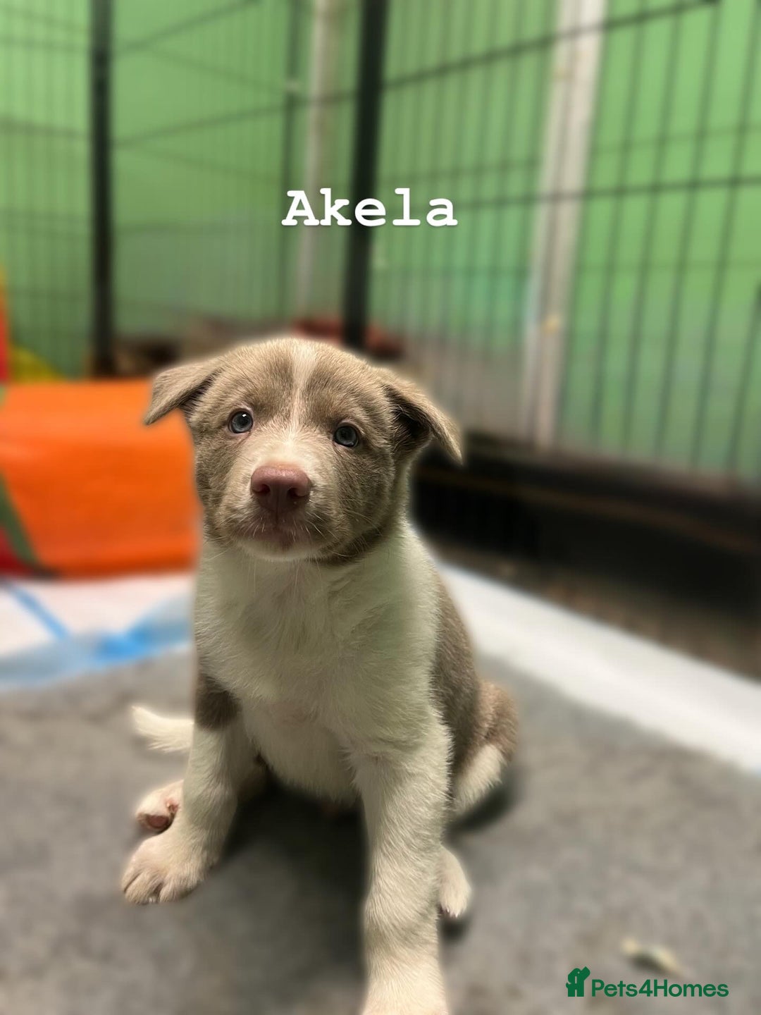 Border Collie dogs for sale: Fully health tested lilac and white kcreg puppies  - Image 17