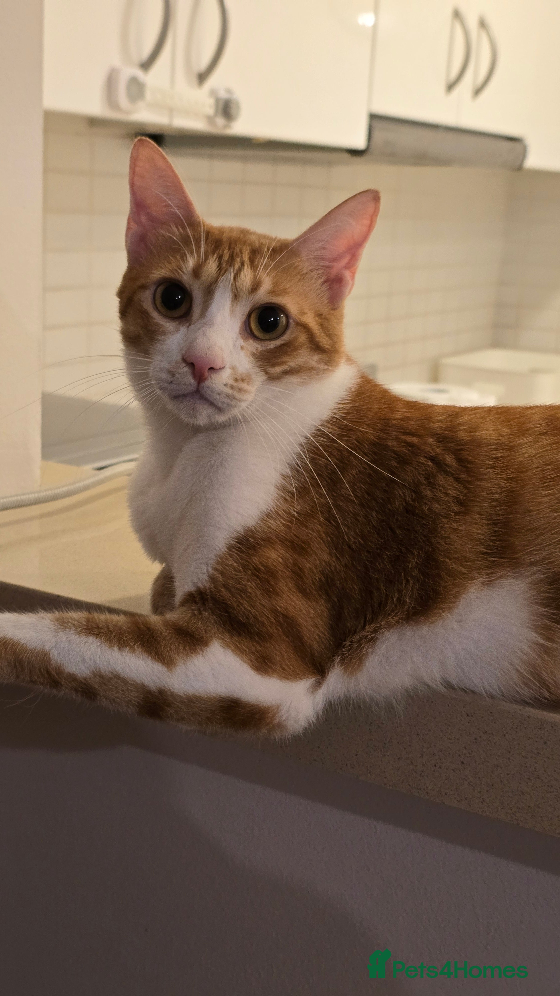 Mixed Breed cats [Indoors Only] Light - Lovely & Playful Boy - Advert 1