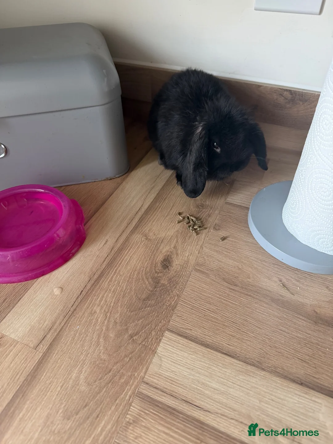 Dwarf Lop rabbits for sale: Female bunny for sale for loving home  in Liverpool - Advert 3