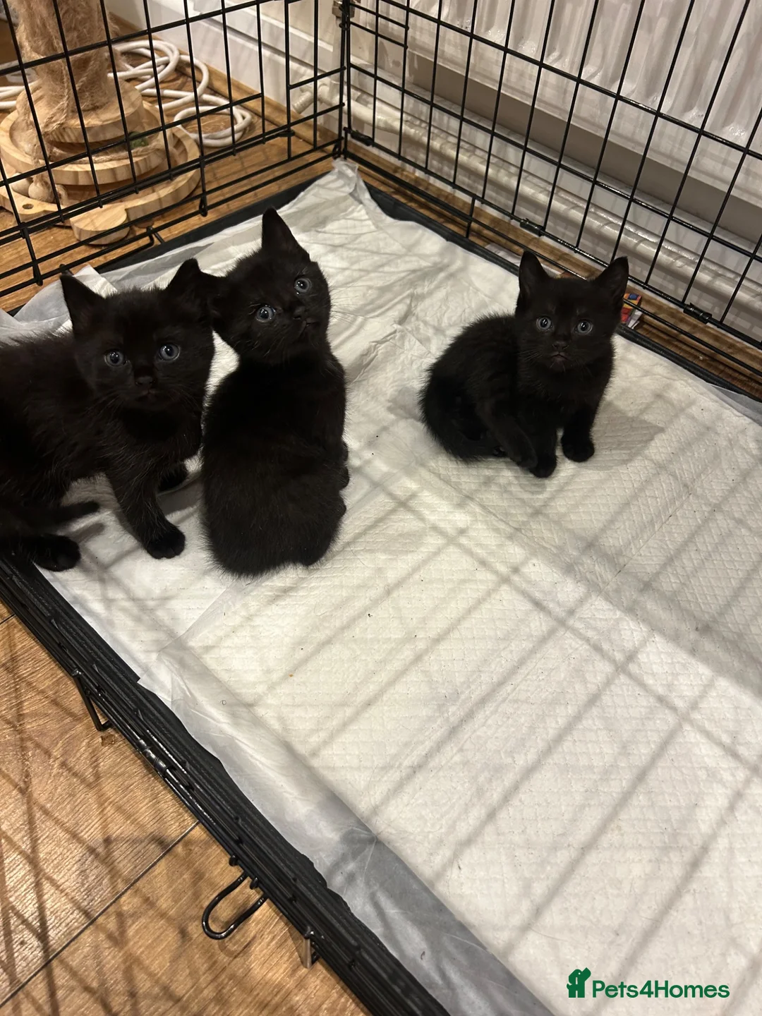 Mixed Breed cats for sale: Cute kittens in Ramsgate - Advert 1