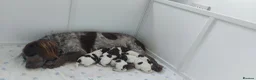 Sprocker dogs for sale: Sprocker Spaniels in Stockport - Advert 14