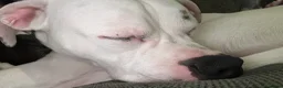 Mixed Breed dogs for sale: Boxer cross stuffy - Advert 4