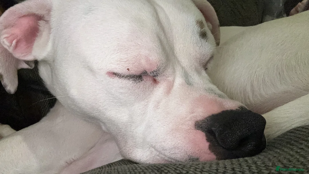 Mixed Breed dogs for sale: Boxer cross stuffy - Advert 4